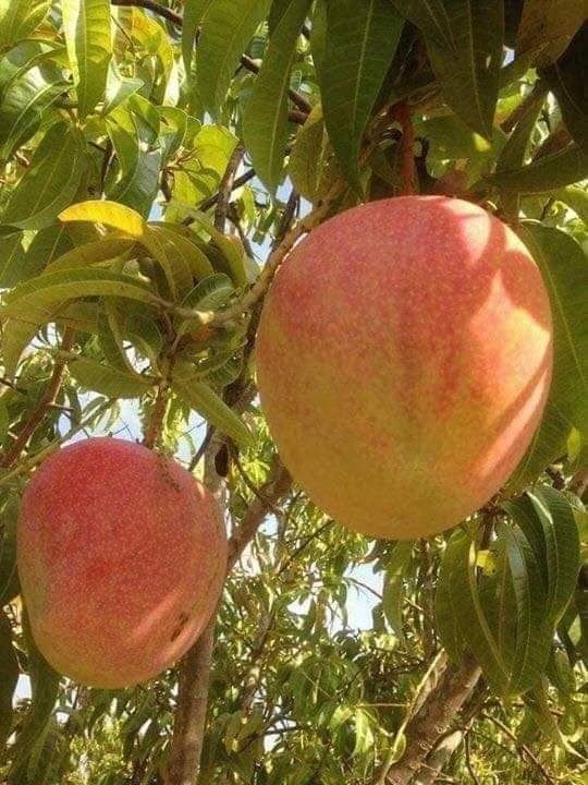 Giống xoài úc