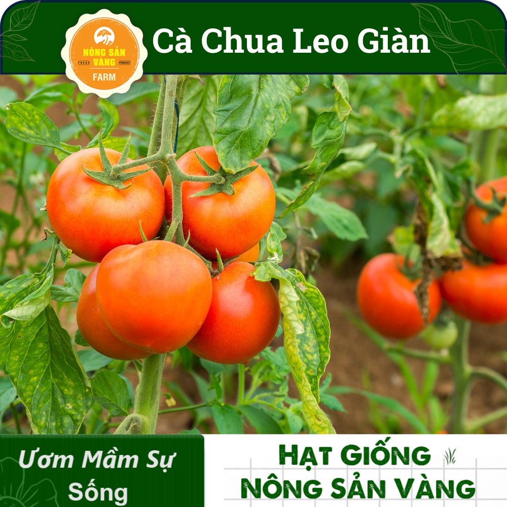 Hạt giống Cà Chua Leo Giàn, Năng Suất Cao( Gói 20 Hạt ) - Nông Sản Vàng