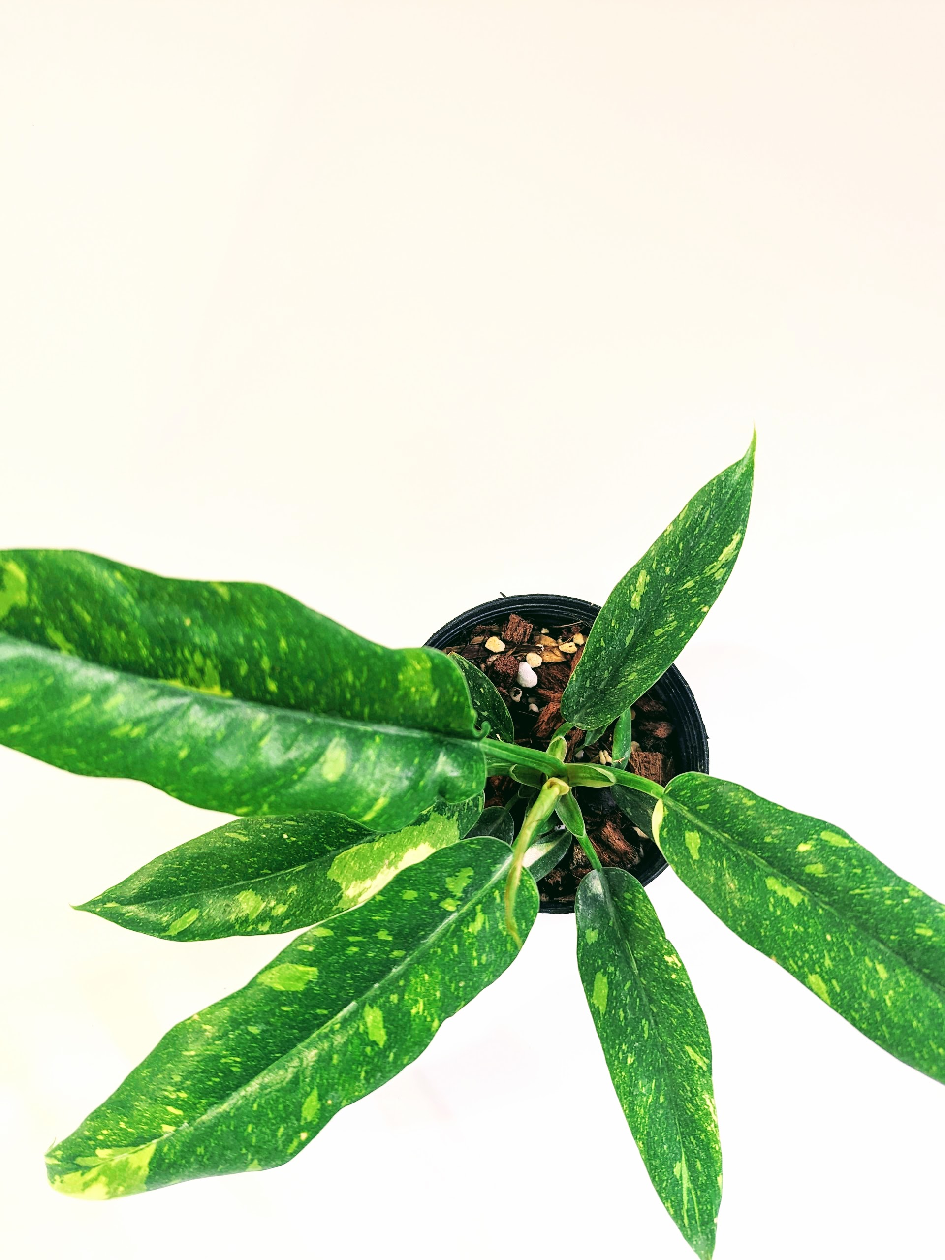 Chậu Cung Đàn Var Philodendron Ring Of Fire: Var đẹp