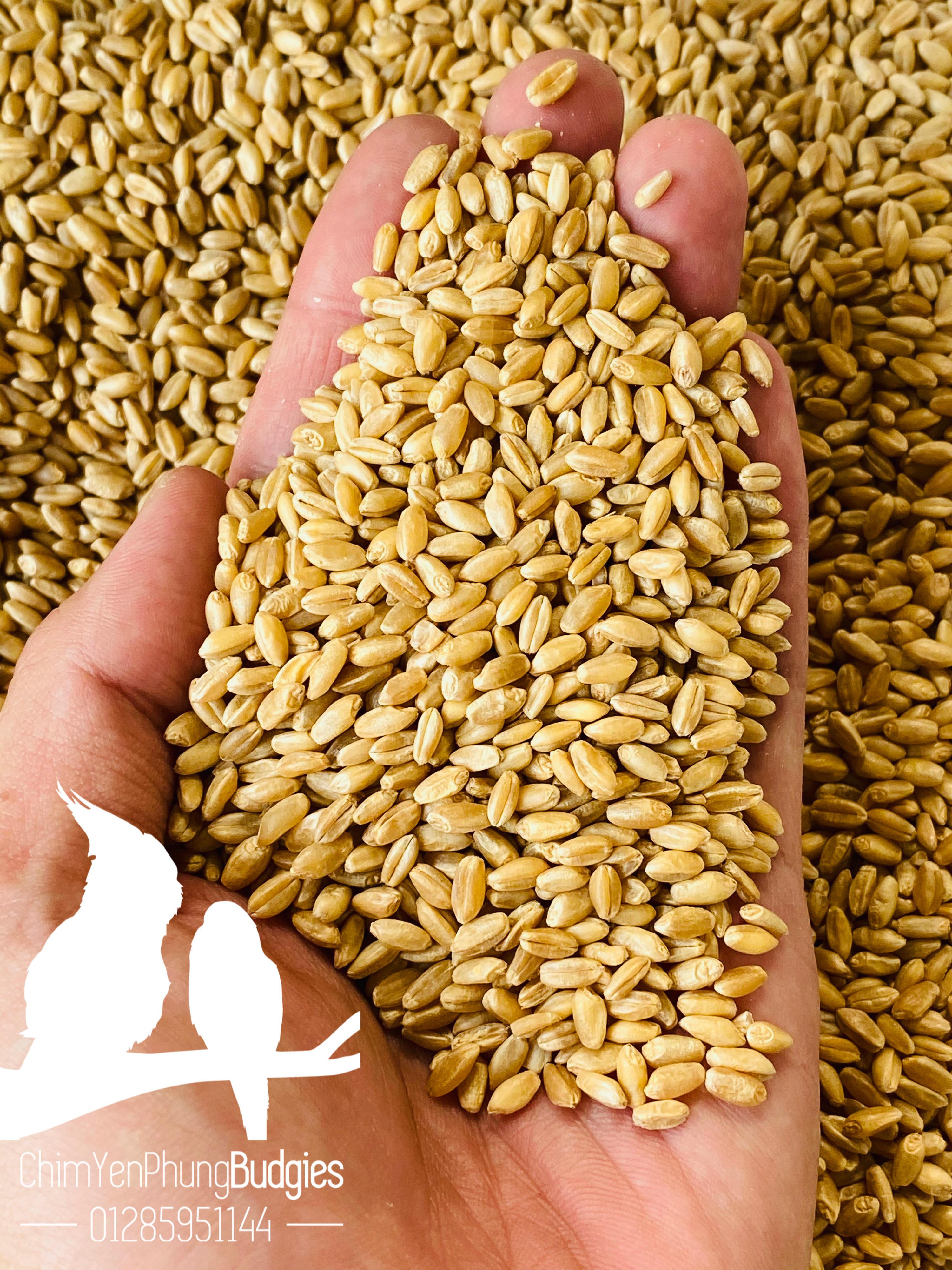 5kg Wheat (Barley) – Feed for Cattle and Poultry