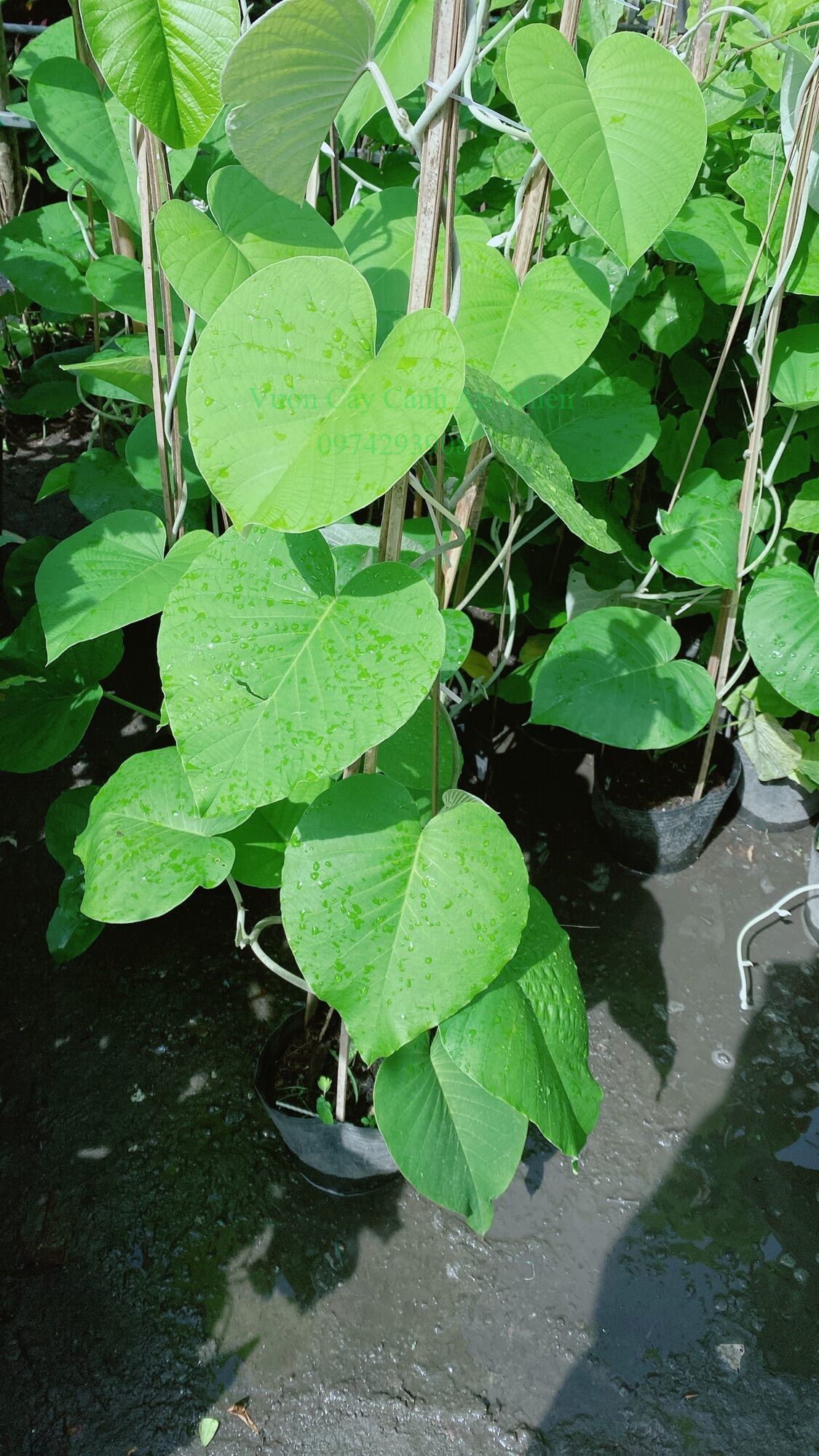Cây Cát Đằng