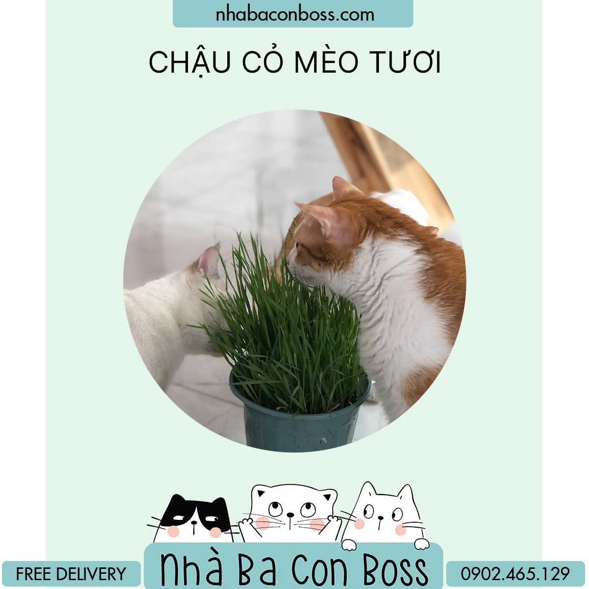 Bộ Trồng Cỏ Mèo