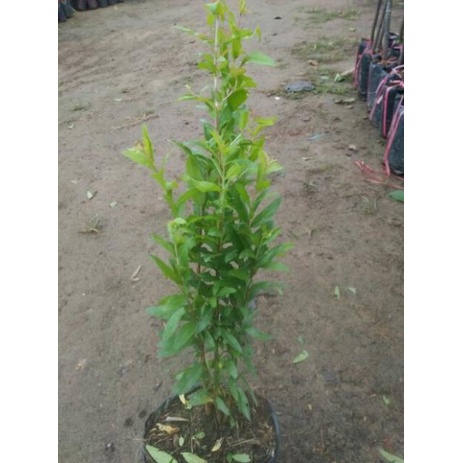 CÂY GIỐNG LỰU LÙN ĐỎ CAO SẢN .