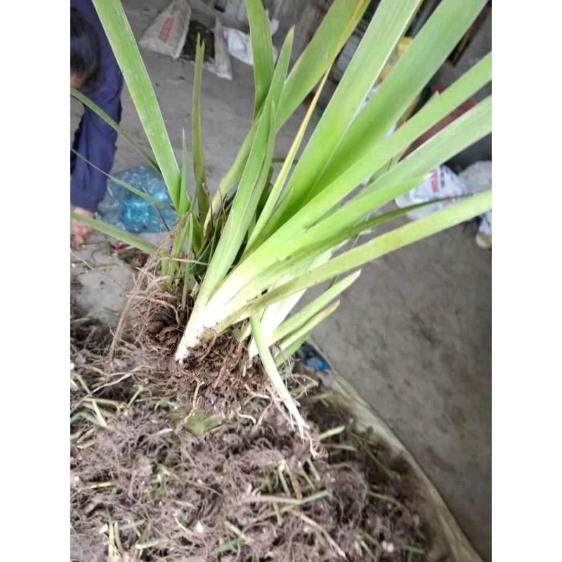 Xả Hàng - Xạ can (rẻ quạt) tươi,