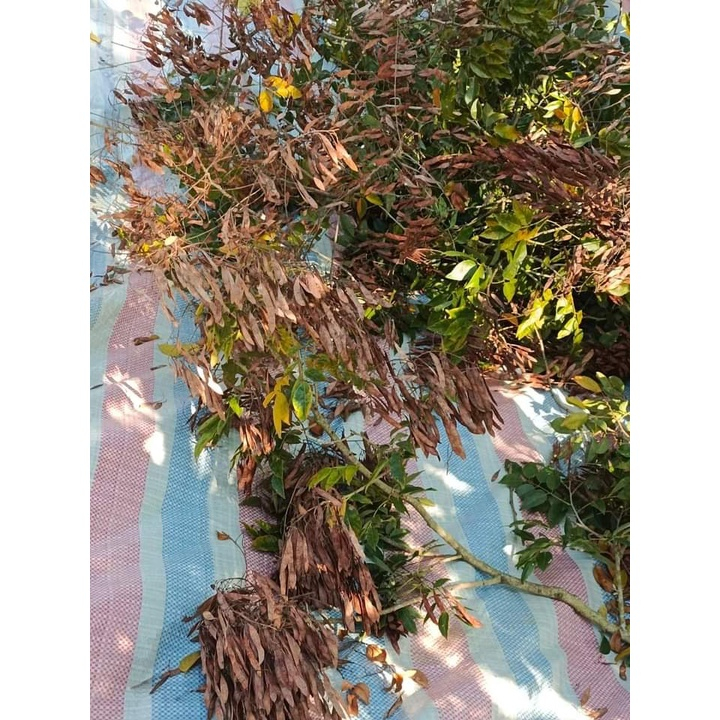 Quả Trắc Đỏ giống, trồng rừng - 100 gram (giống vụ mới)