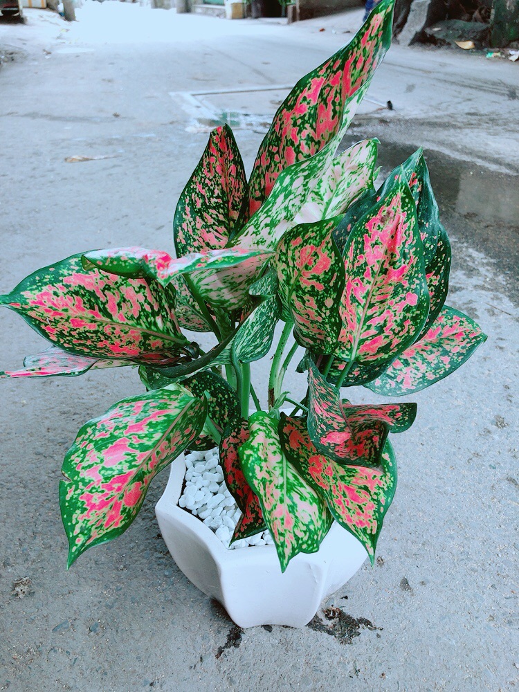Chậu Vạn Lộc