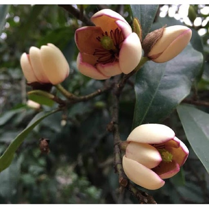 CÂY HOA LAN TIÊU cao trên 80cm