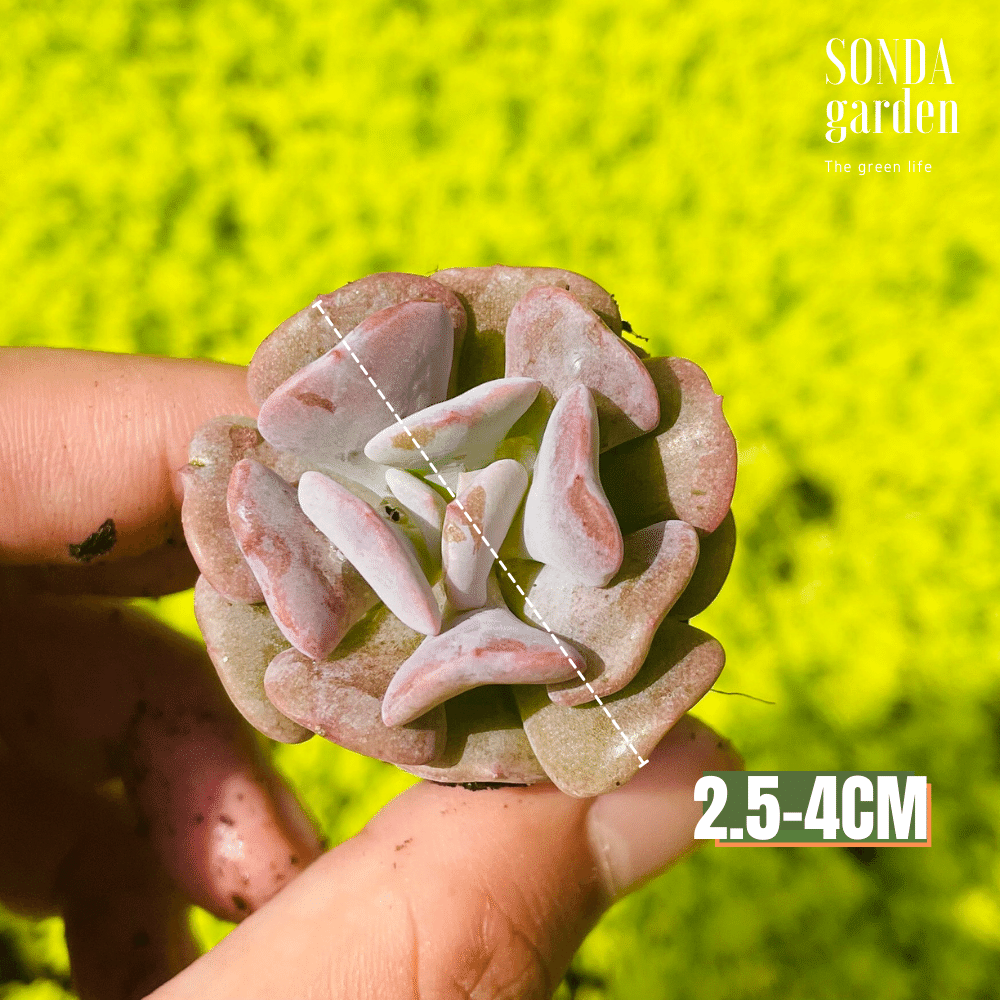 SEN ĐÁ CÚC TÍM SIZE MINI LỖI 1 ĐỔI 1