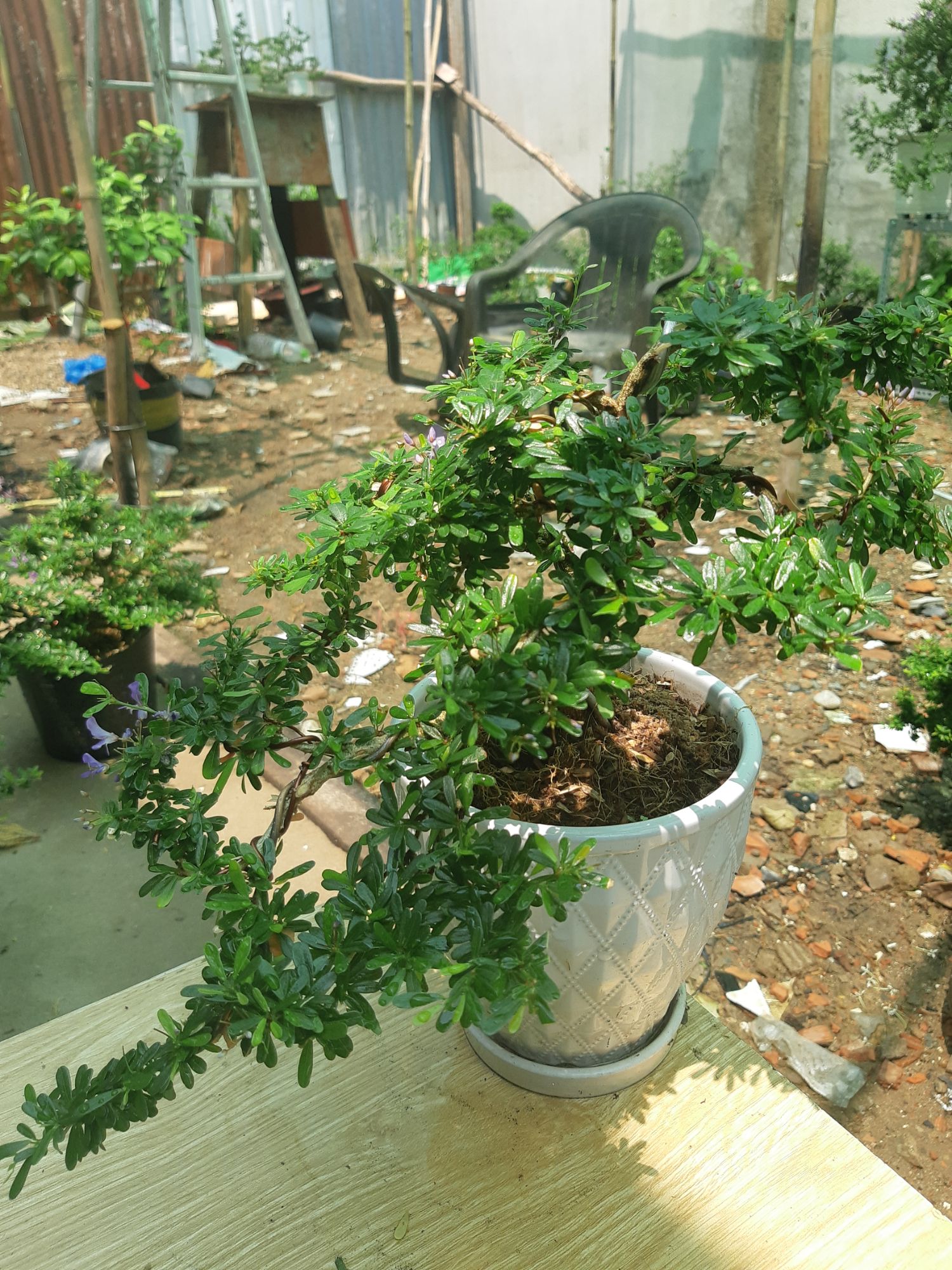 linh sam bonsai dáng đẹp TẶNG CHẬU