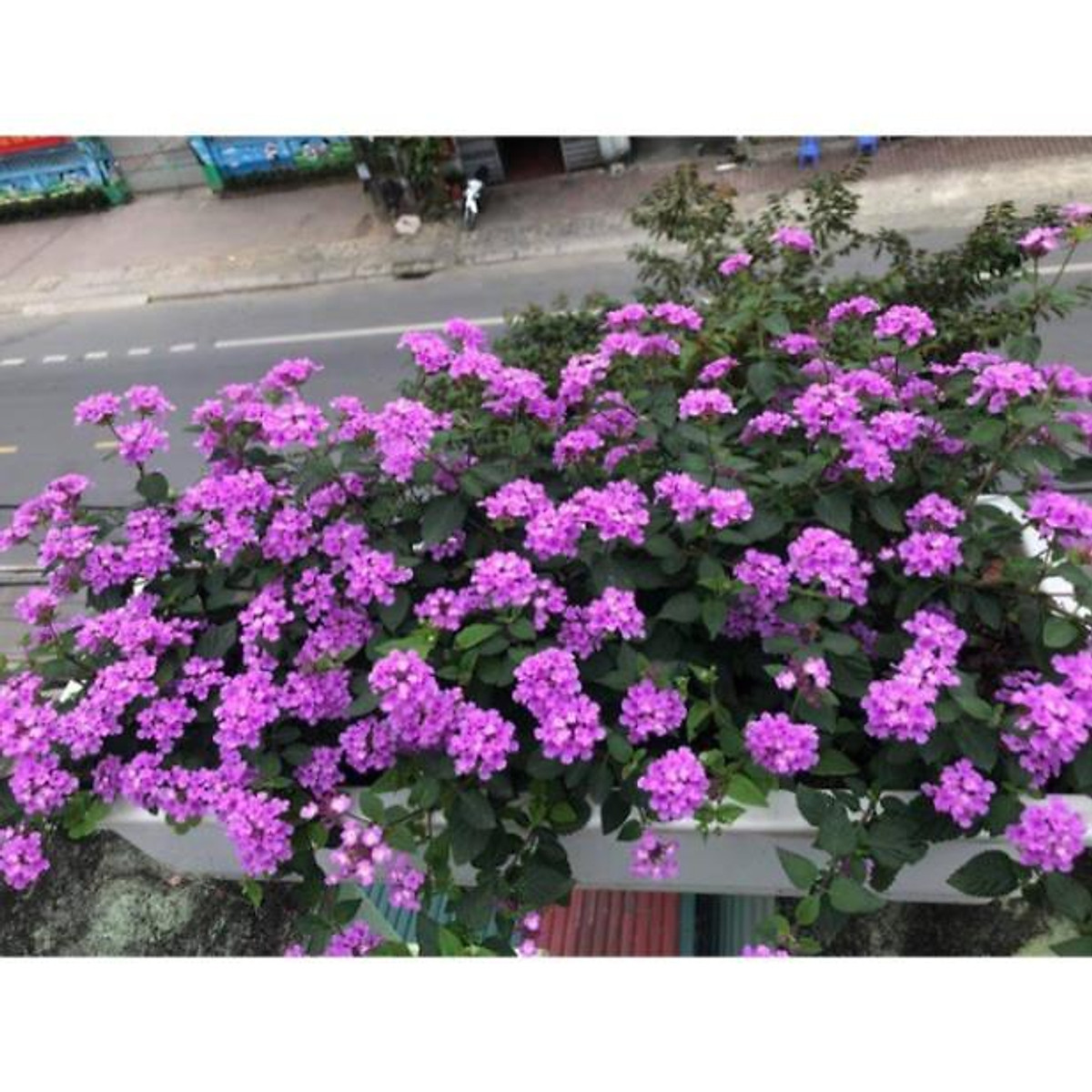 Chậu hoa cúc ngũ sắc tím rủ siêu đẹp
