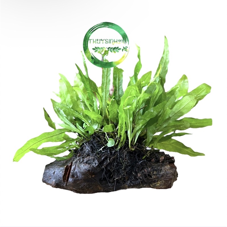 [Mã PET20K giảm 20K đơn 250K] Dương xỉ Java cấy lên lũa - cây thuỷ sinh - cây thuỷ sinh không cần co2