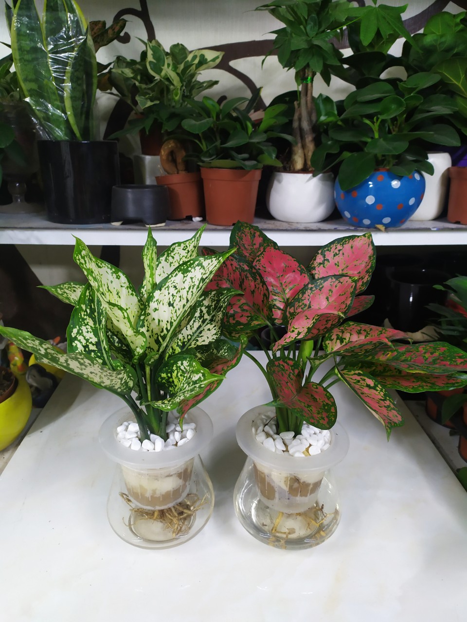 Ngọc Ngân Vạn Lộc Thủy Sinh