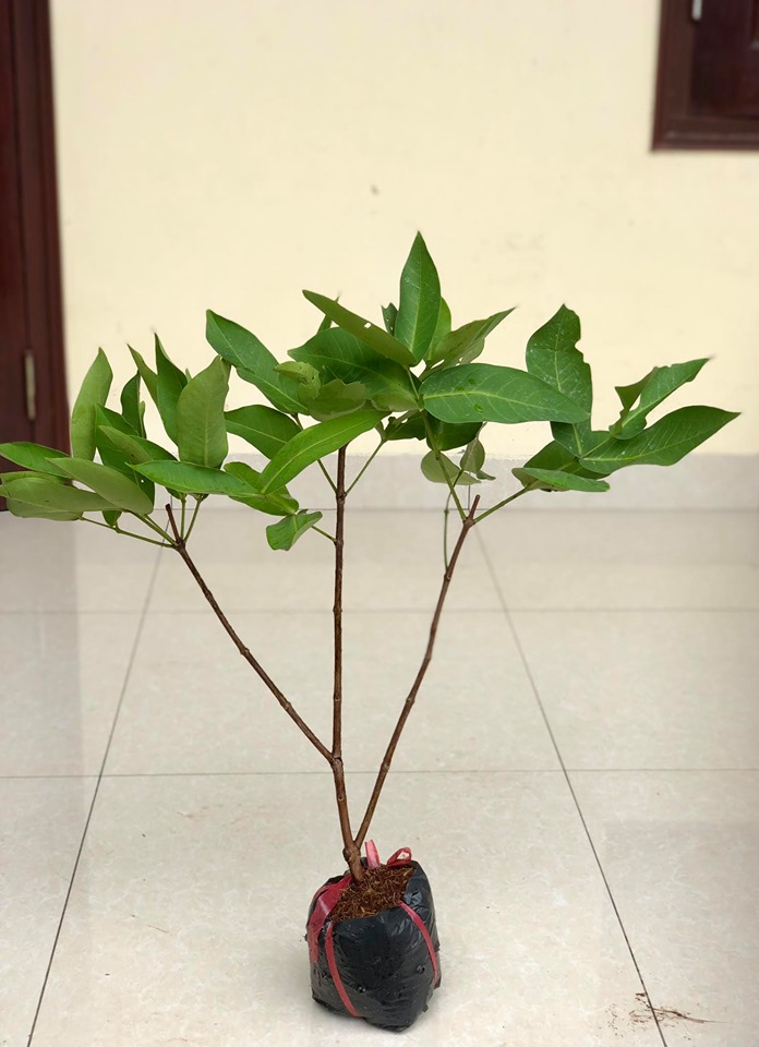 Cây roi đỏ thái lan - Mận đỏ cao 1m (Ảnh thật số 2)