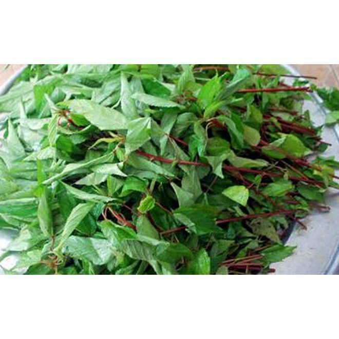 hạt giống rau đay đỏ và xanh