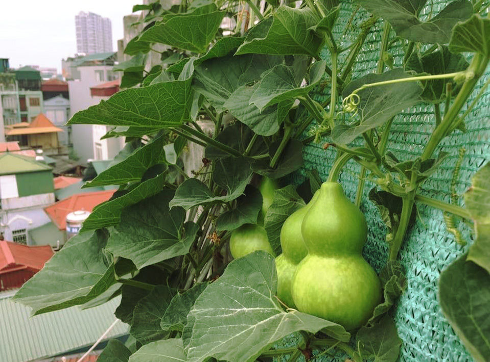 10H - HẠT GIỐNG BẦU HỒ LÔ (SIÊU DỄ TRỒNG)