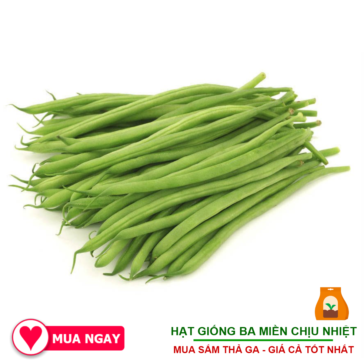 Hạt Đậu CoVe Trang Nông