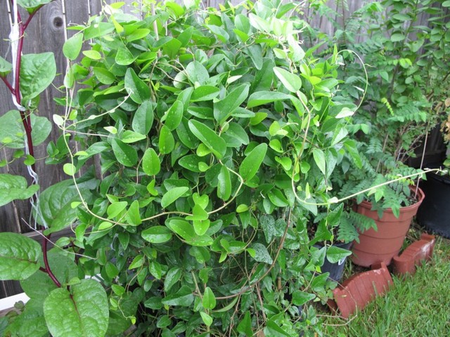 Cây sâm trơn (1 cây), sâm láng. sương sâm làm thạch