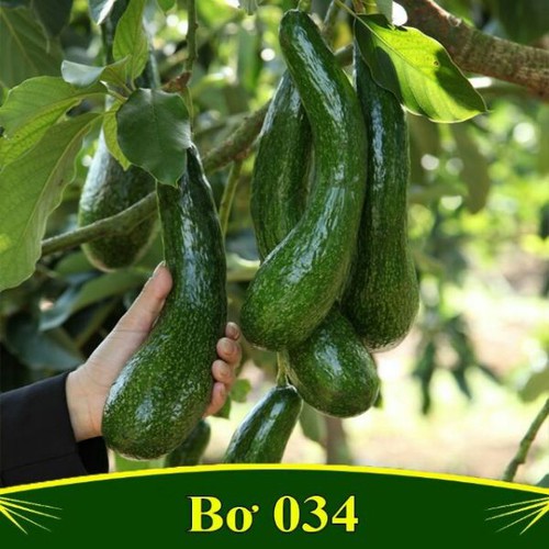 Cây bơ 034 giống