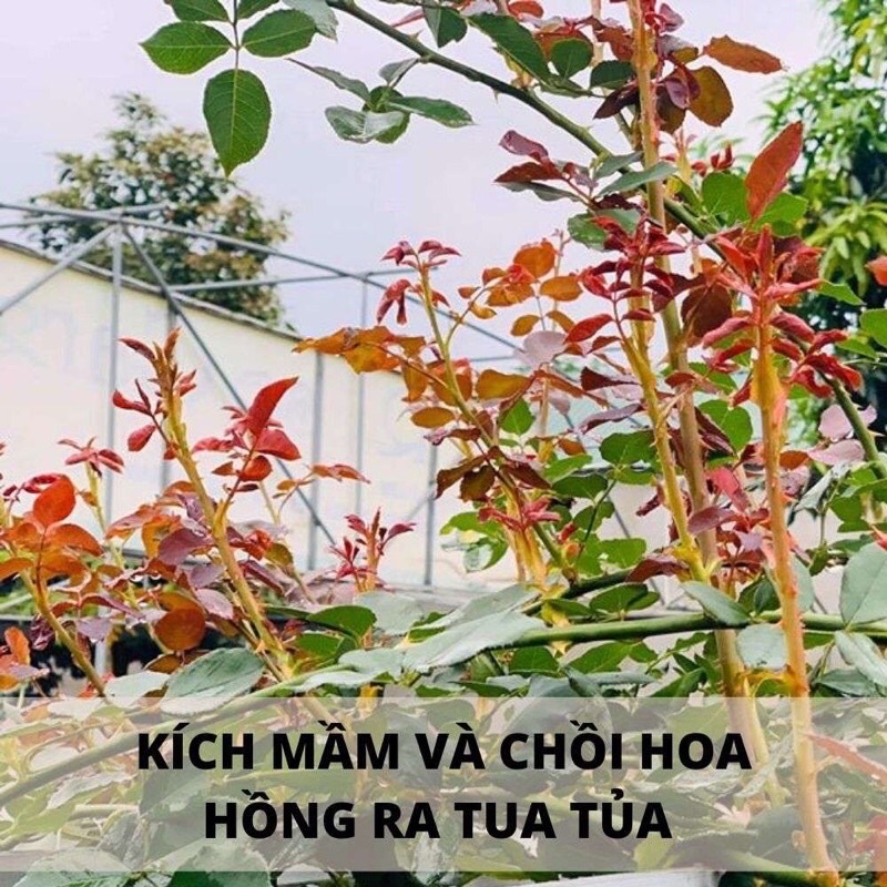 Phân Bón Lá - Siêu bật Mầm Chồi cho hoa cây cảnh