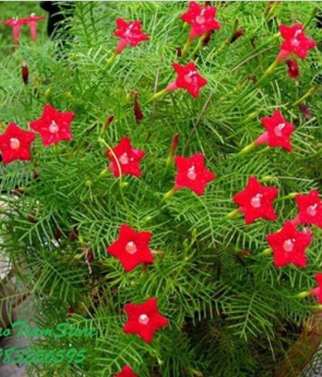 4 Hạt giống hoa tóc tiên đỏ
