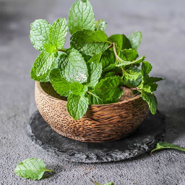 Hạt giống Cây Bạc Hà - Bạc Hà Cay Peppermint (Gói 100 Hạt) - Nông Sản Vàng