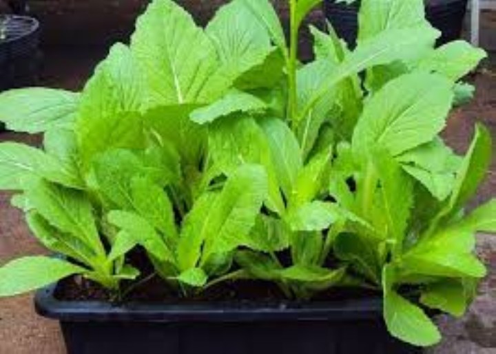 hạt giống cải mơ 20 gram