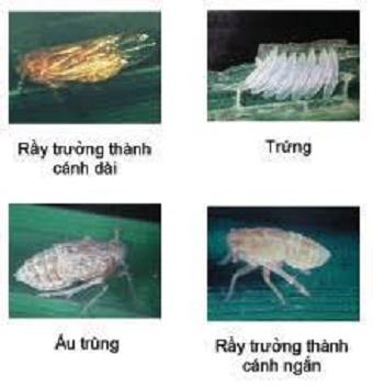 Thuoc trừ rầy Classico 480EC (250ml) trừ rầy nâu hại lúa, rệp sáp hại cà phê