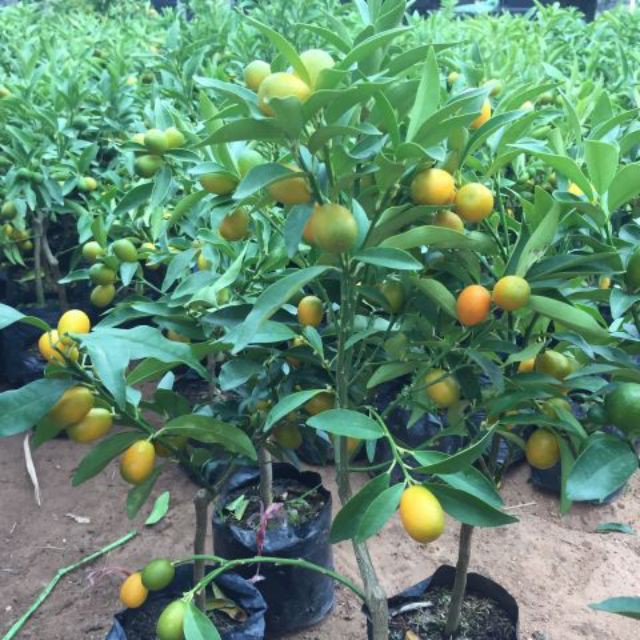 Cây giống Tắc Mỹ ( tắc ngọt)