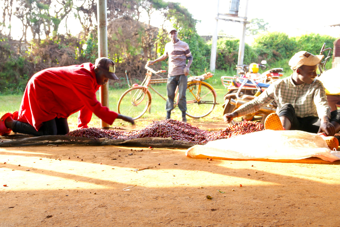 Specialty Coffee, Cà phê rang Kenya Nyeri AA FAQ Washed - G.O Cafe Roastery