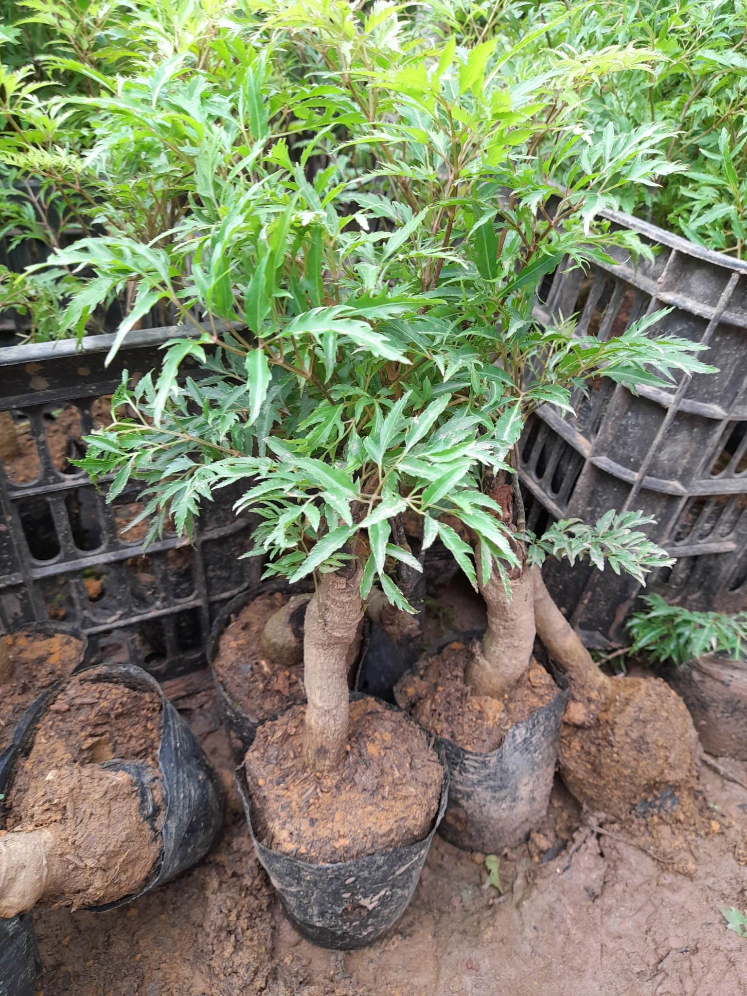 Cây Đinh Lăng Gốc To Khỏe+Tặng kèm phân bón