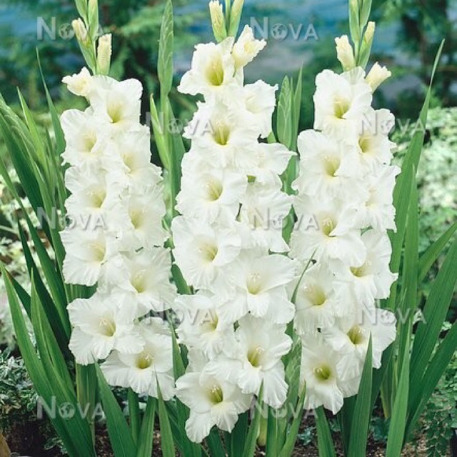 Củ hoa lay ơn trắng hà lan (nmalongshopxin)