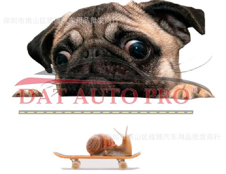 Tem Dán xe oto chó pug siêu dễ thương.