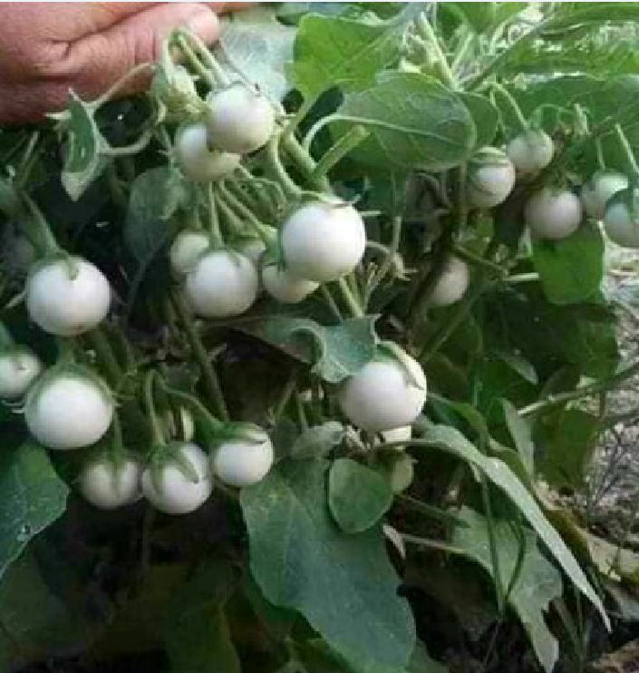 White Ca Phao Seeds - 1 Pack of 0.5 Grams