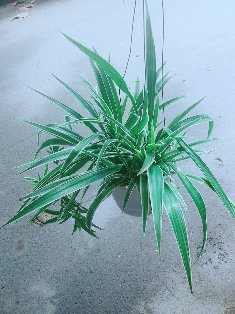 Chậu Cây Lan Chi