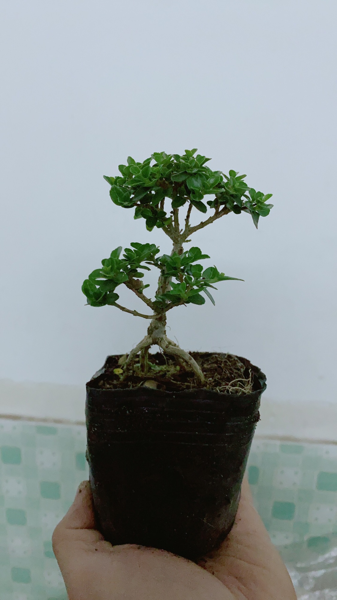 [HCM]Cây Sam Hương Bonsai Mini