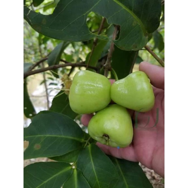 Giống Mận Xanh Đường Cây Khỏe(CÂY GIỐNG NGỌC HIẾU)