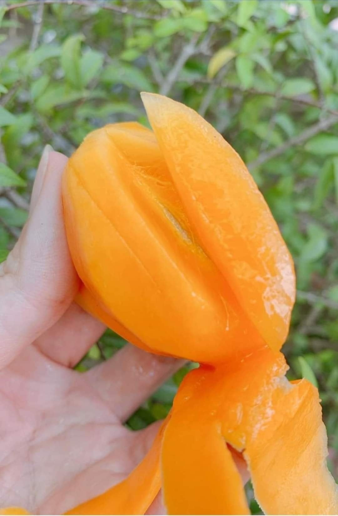 CÂY GIỐNG THANH TRÀ NGỌT [ SIÊU SỚM ]