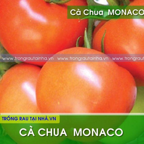 Hạt giống cà chua monaco chịu nhiệt - gói 0.5g