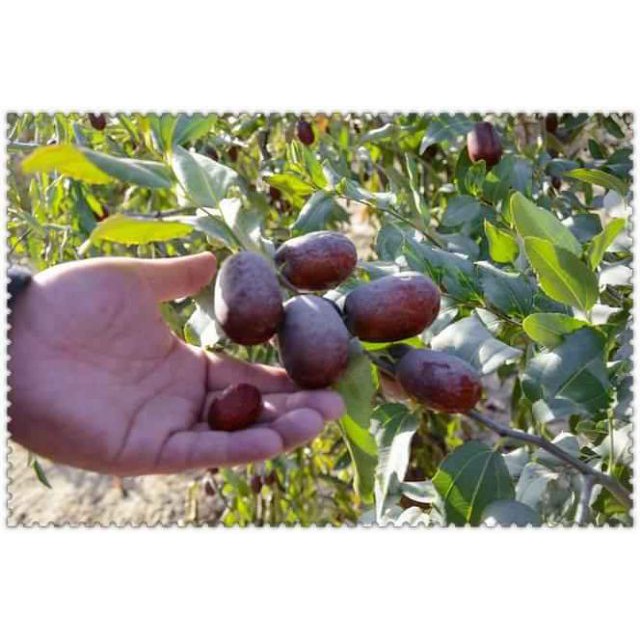 Cây Táo Tàu Cây Giống Nhập Khẩu