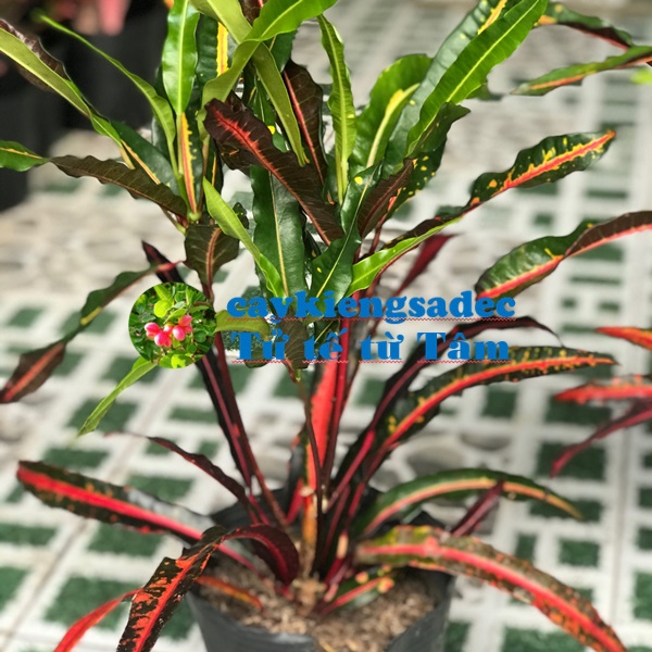 Cây gia huy+ tặng phân bón cho cây khỏe