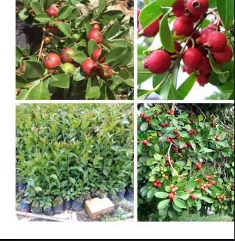 Cây giống Ổi Sim Nhật (Ổi dâu tây đỏ Strawberry Guava) - quả màu đỏ mận vị chua ngọt ngâm rượu rất ngon trị bệnh mất ngủ đau lưng và yếu sinh lý.