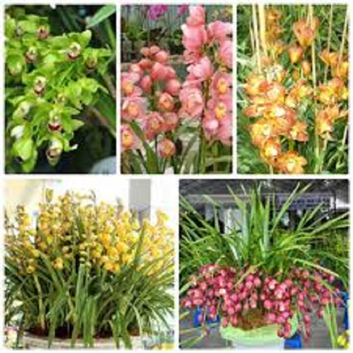 CHẬU GIỐNG HOA ĐỊA LAN SATO