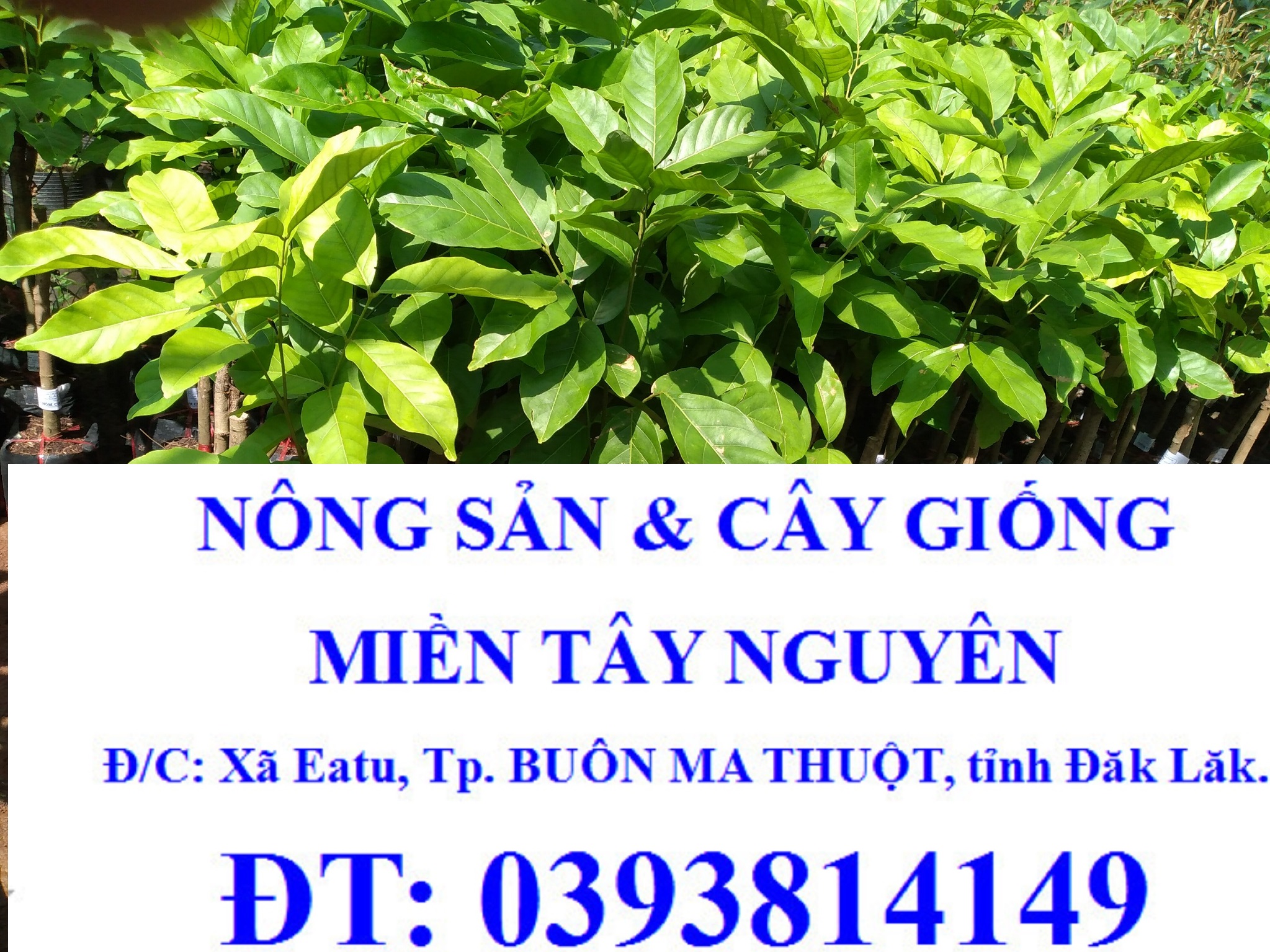 Cây giống chôm chôm nhãn siêu trái. .