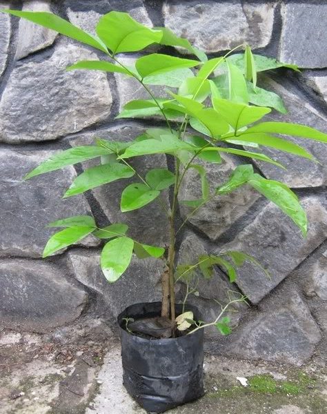 Cây osaka đỏ - cây muồng hoa đỏ
