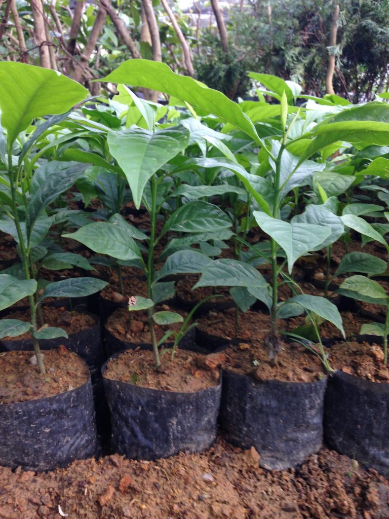 cây DỔI hàng gieo hạt