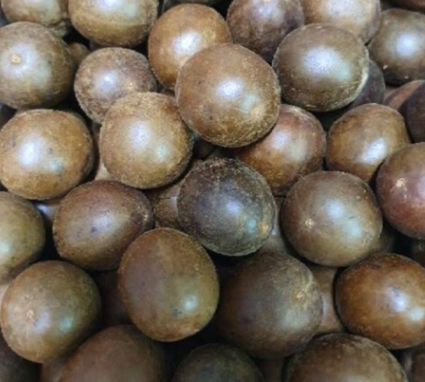 Combo of 10 Arhat Fruit to Cook with Ginseng Water