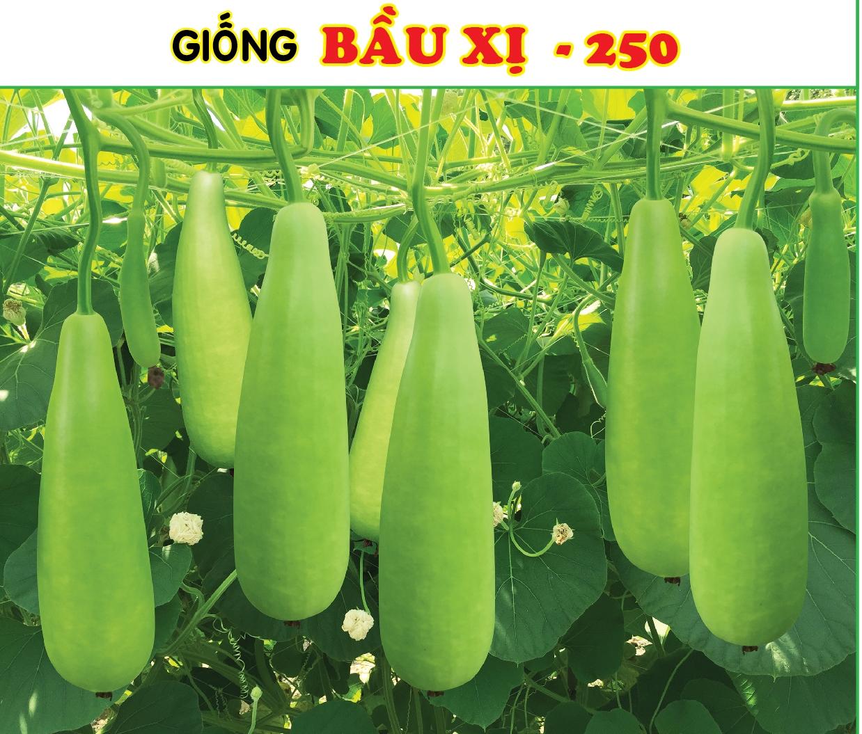 Hạt Giống Bầu Xị Lai F1 Trái Đặc Ruột, Sai Trái, Trồng Quanh Năm