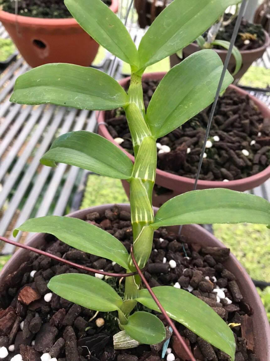 Hoa lan - 5ct bảo duy hàng gieo hạt( cao 15cm)