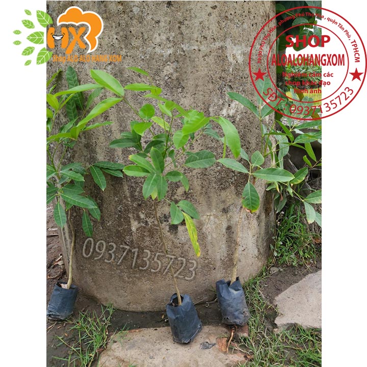 [HCM]Combo 5 cây xà cừ -cây giống