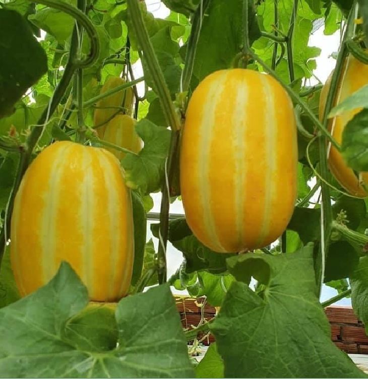 Hạt giống Dưa lê Hàn Quốc siêu ngọt - Gói 20 Hạt